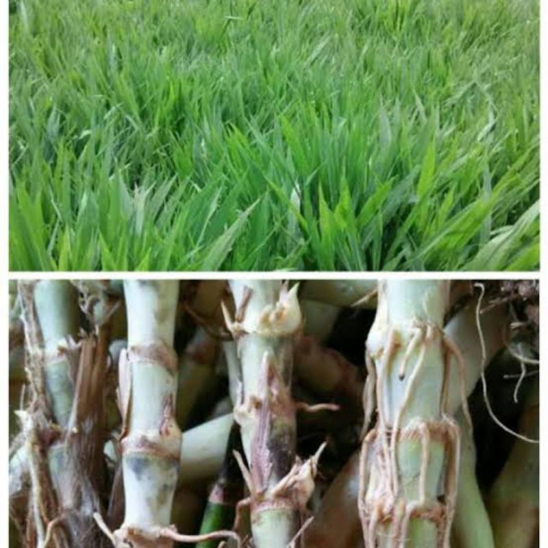 Bibit Rumput Odot Kambing, Bibit Rumput Odot Super, Bibit Rumput Odoy untuk Kelinci