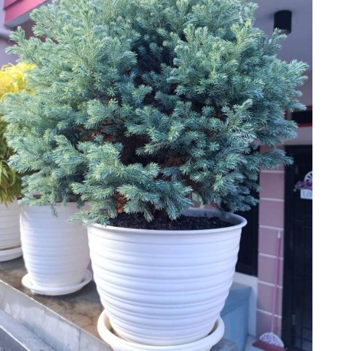 ✭ Promo  Tanaman hias cemara embun sudah besar ❆