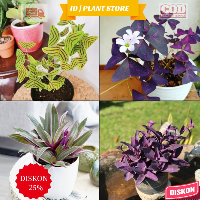 (BISA COD) Paket 4 Tanaman hias indoor-tanaman hias gantung-bunga gantung hidup-tanaman hidup