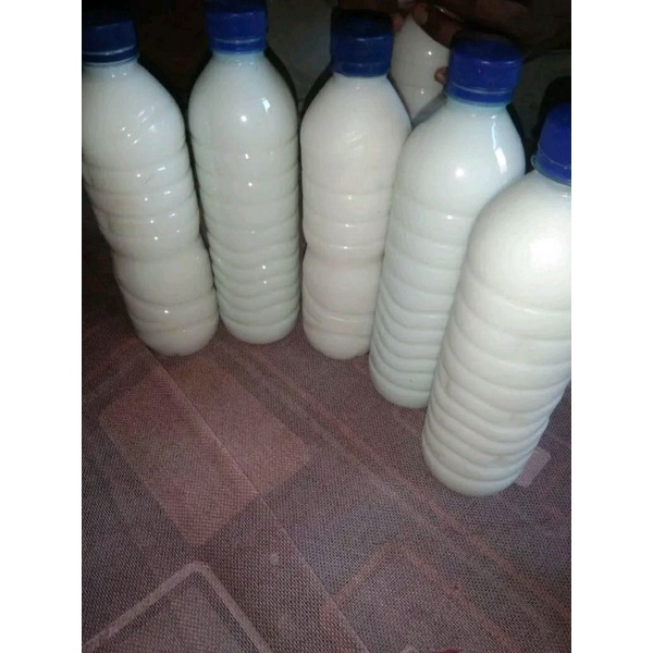 

Susu Kuda Liar Bima - Sumbawa ( 100 % Asli )