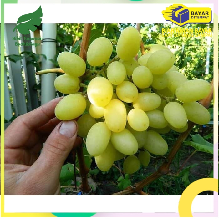 Bibit anggur import Landysh Grafting