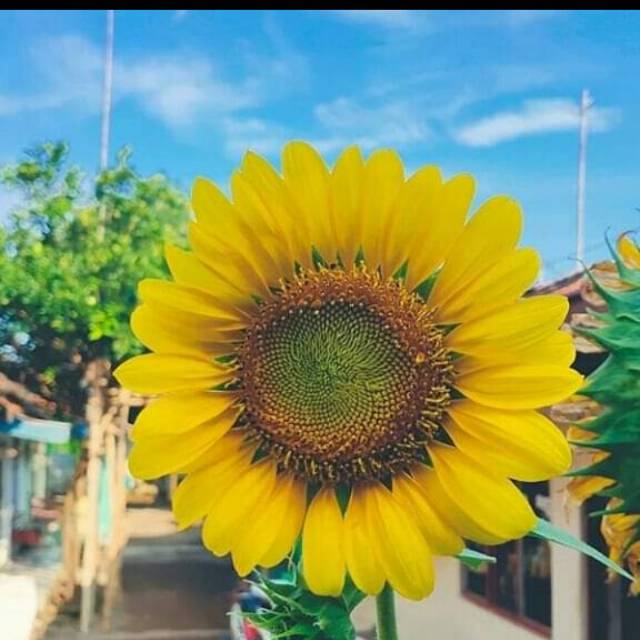 encus_rahayouningsih