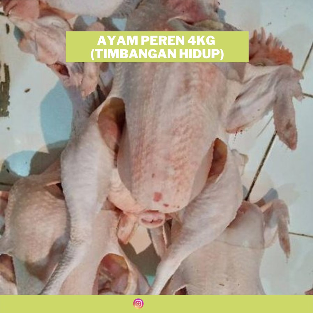

FRESH!!! Ayam peren / ayam petelur tua 4,4-4,7kg + ati ampela (timbangan hidup)