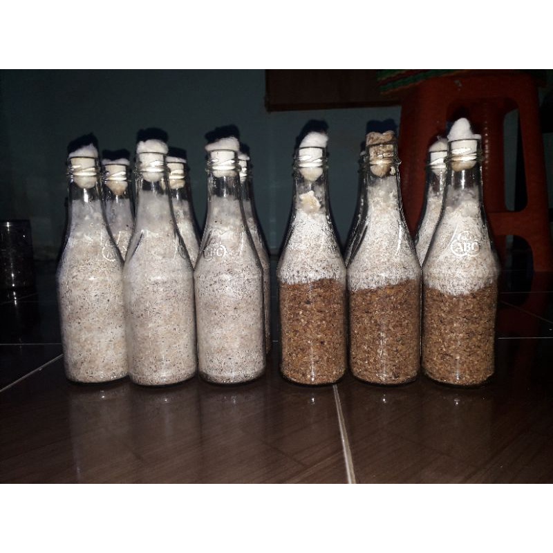 F1 JAMUR TIRAM PUTIH KEMASAN BOTOL