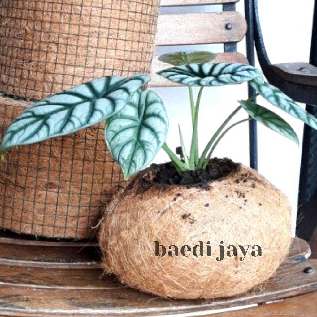 POT KOKEDAMA BESAR D20-POT TANAMAN HIAS UNIK-POT SABUT KELAPA-POT UNIK