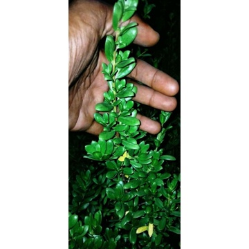 BONSAI BIBIT SANTIGI MAWAR DARi BIJI