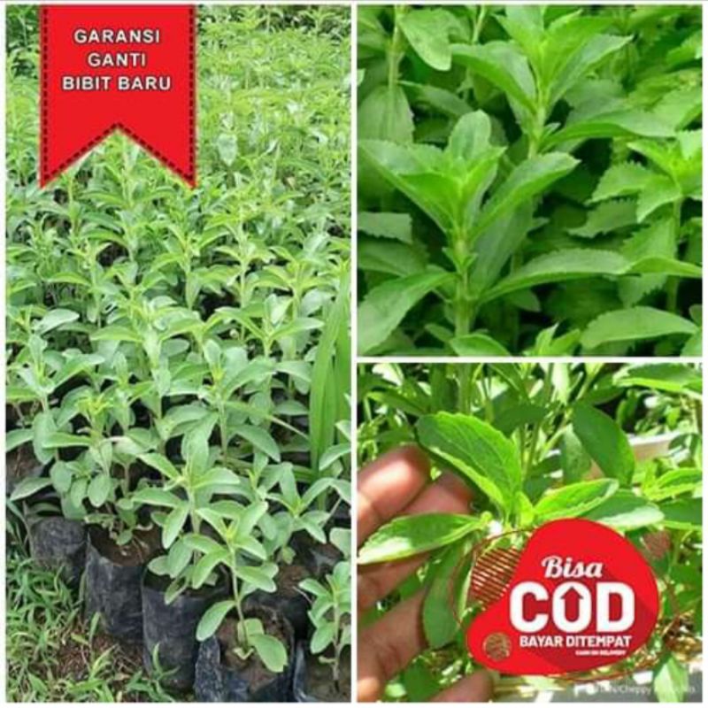 

bibit daun stevia daun manis pengganti gula