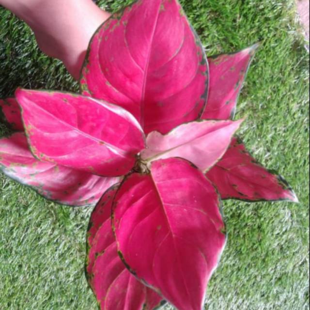 Tanaman hias aglonema red anjamani - red anjamani - aglonema