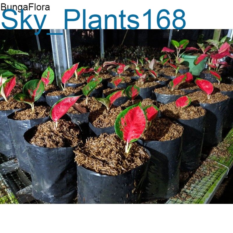 Anakan Aglonema Suksom jaipong