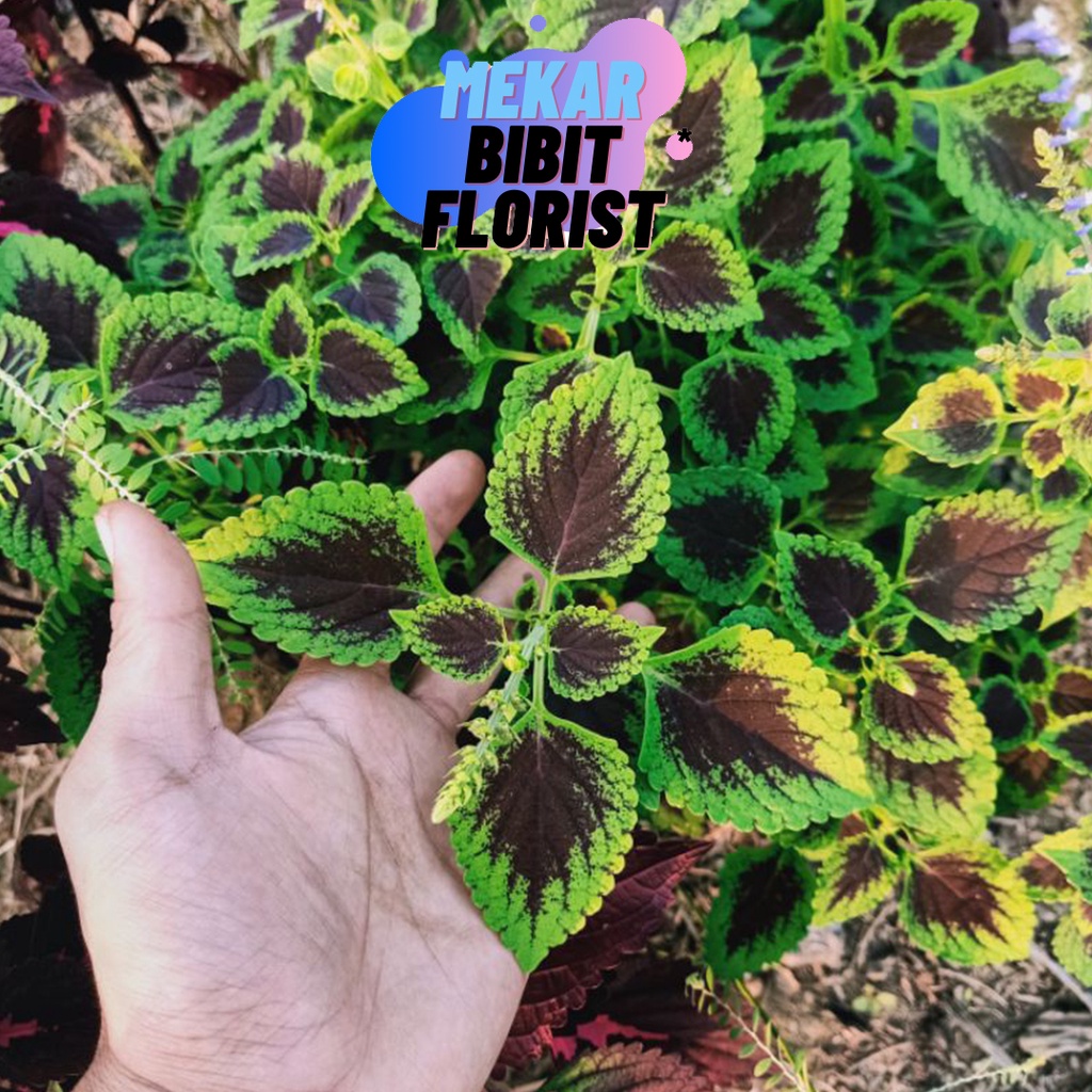 [ J&T] Tanaman Hias Miana Hijau Orange Tengah Murah Jenis Miana Langka Bunga Miana Premium Murah Bun