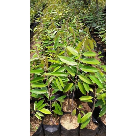 BIBIT DURIAN MONTONG SUPER UNGGUL