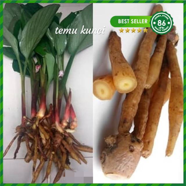 

temu kunci segar antioksidan pencegah tumor kanker dll