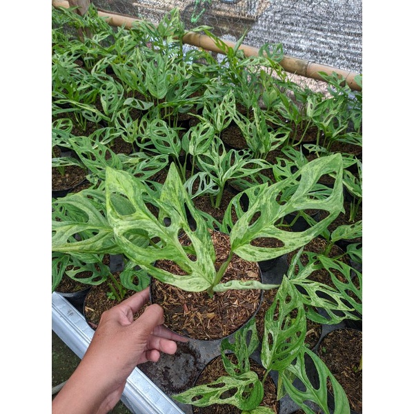 Monstera Adansonii Variegata / janda bolong Varigata lokal (ORI)