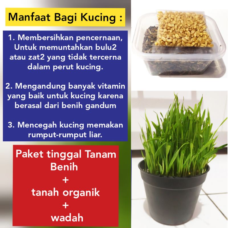 Benih Rumput Kucing ,GRASS CAT. paket langsung tanam