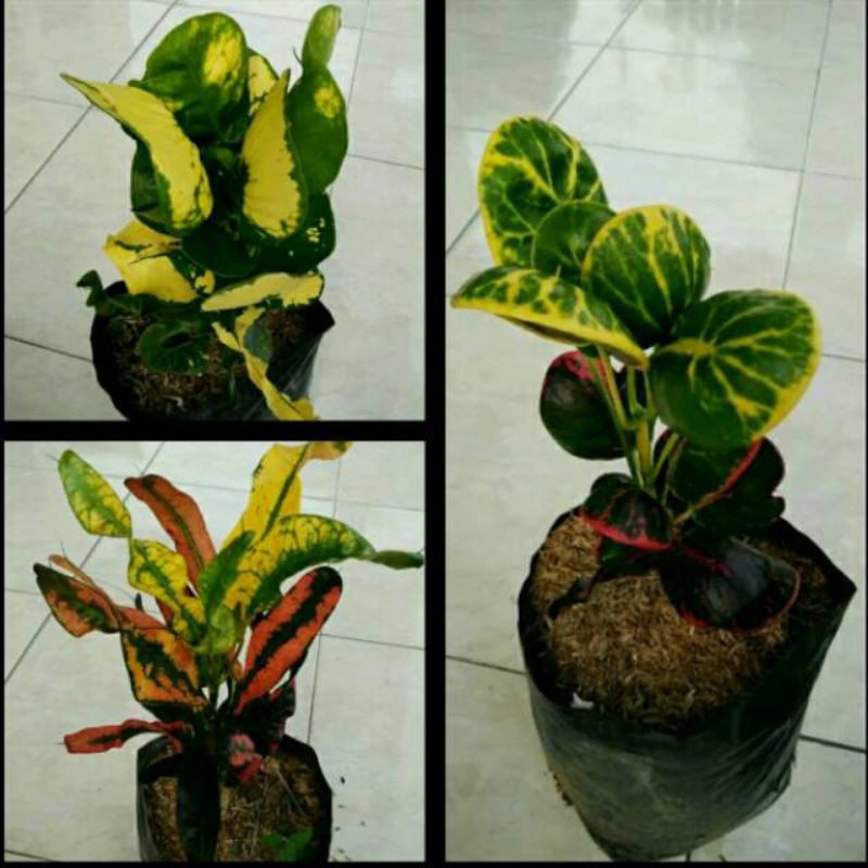 paket 3 puring - paket pohon puring - paket murah