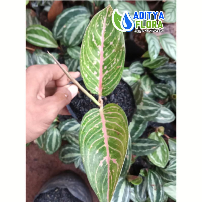 tanaman hias aglonema legacy anakan - bibit aglonema legacy