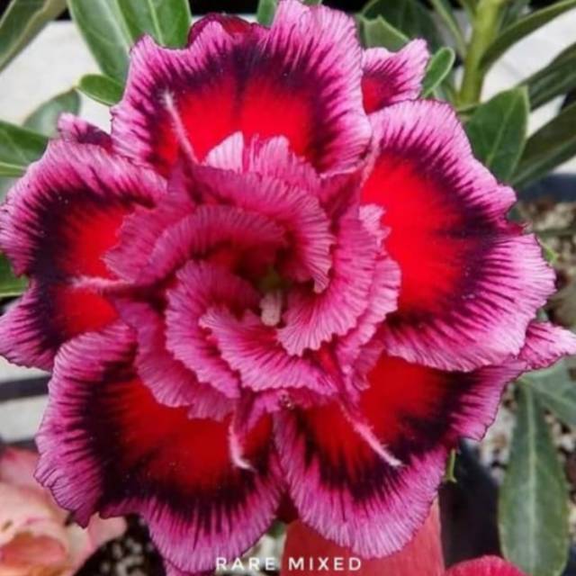 

Bibit Bunga Kamboja Adenium Rare Mixed