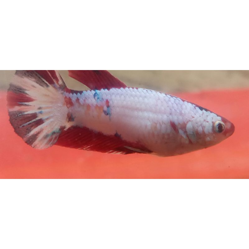 ikan cupang hias multicolor betina