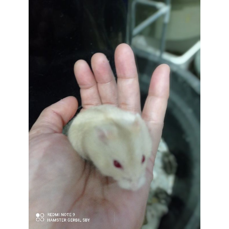 Hamster winter white jinak kalem via grab