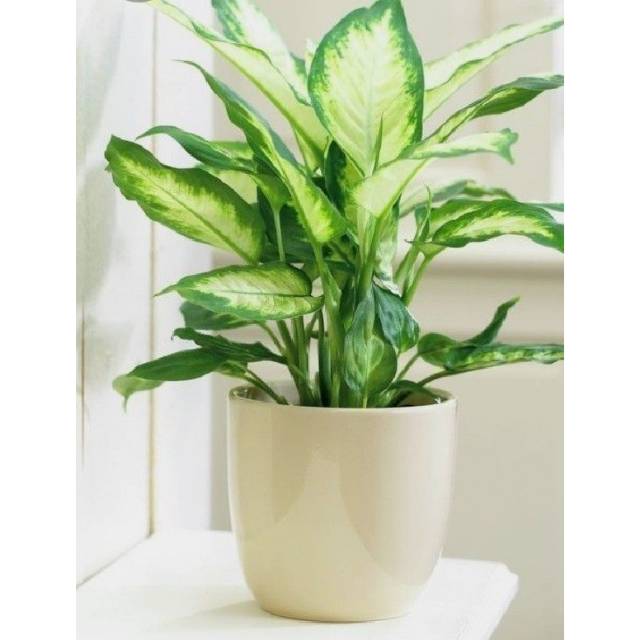 Tanaman hias aglaonema dumb canes