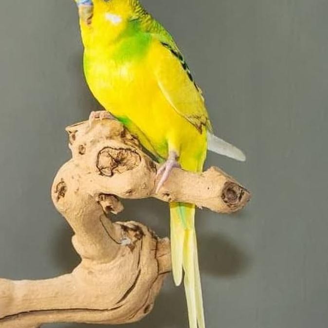 Burung Parkit Hijau Kuning Gojek Grab Only Special Shopee