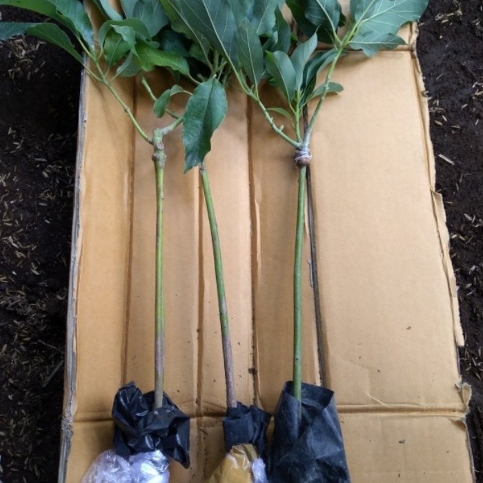 Bibit Buah Alpukat Aligator - Tinggi 70cm