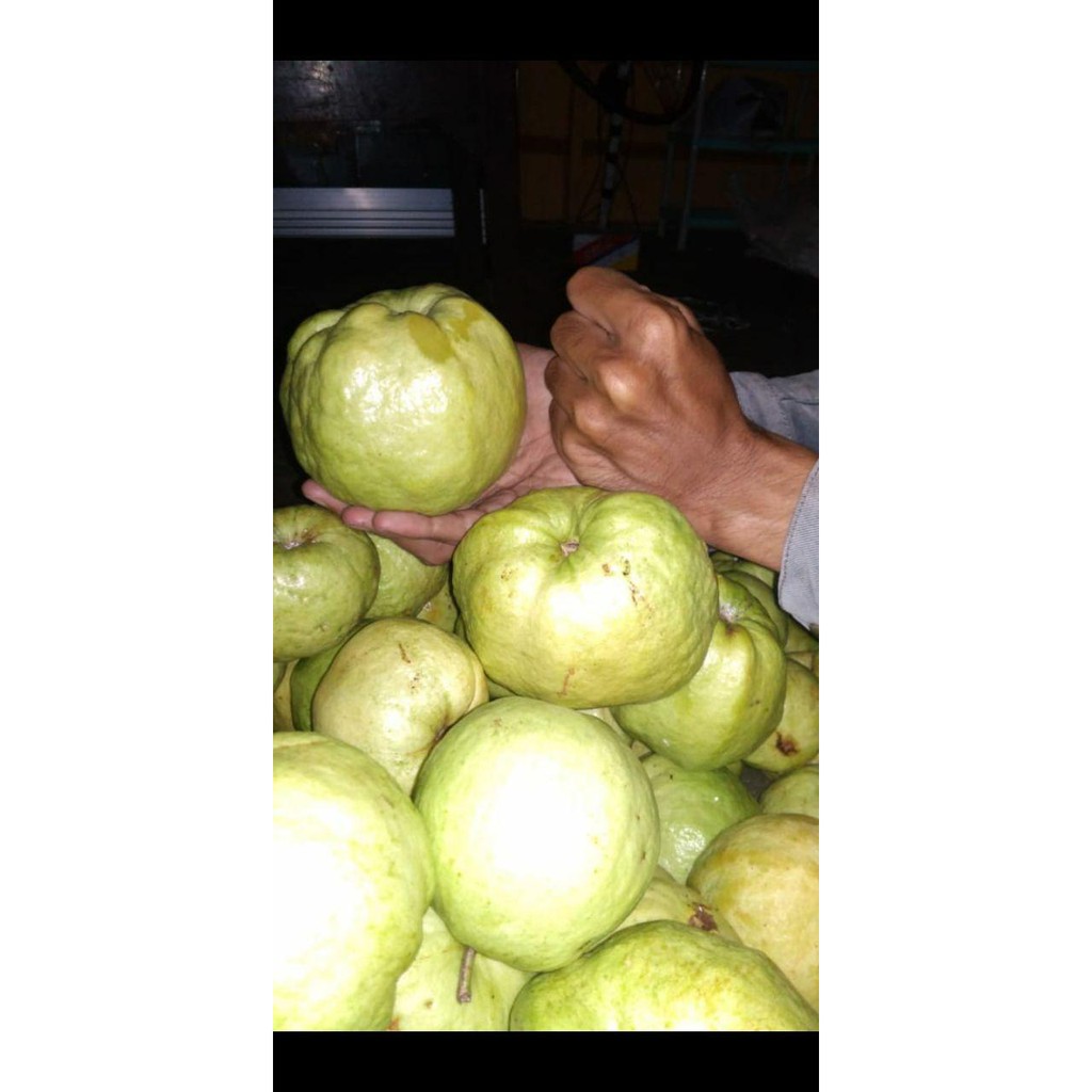

Fresh ! Buah Jambu Kristal / Bukan Benih