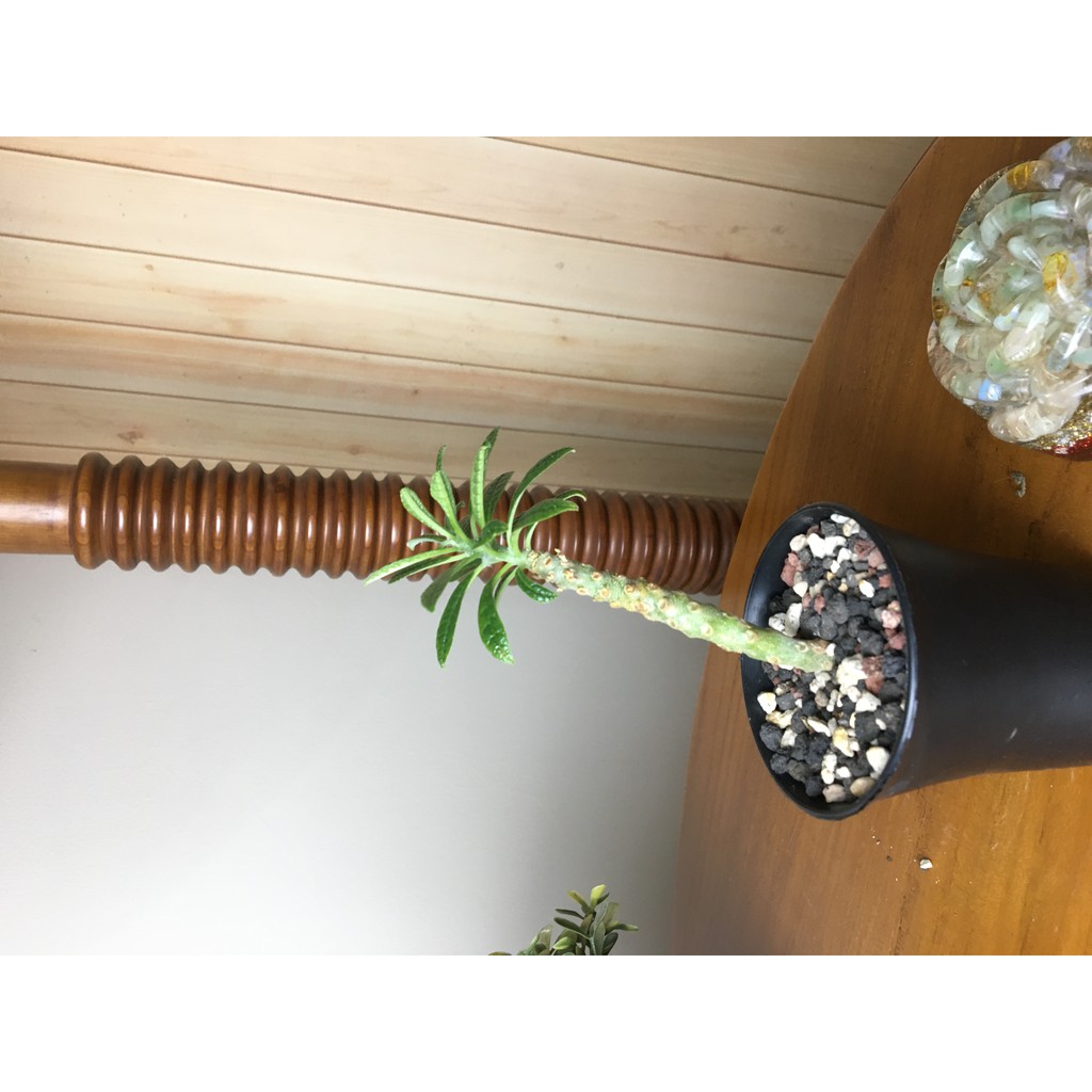 Dorstenia Gigas Cutting