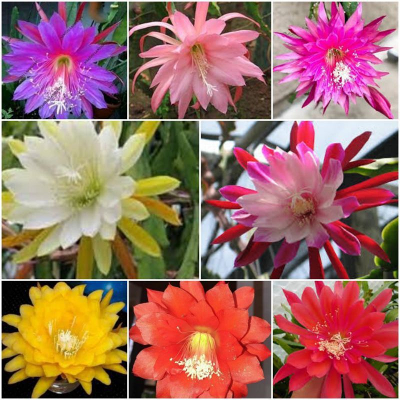 paket 8 Tanaman hias Wijaya Kusuma bunga | tanaman hias indoor dan outdoor | Tanaman gantung