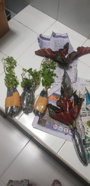 Tanaman Hias Begonia Moca - Begonia Mocca - Angel Wing - Polkadot