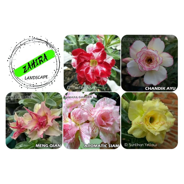 Paket (G) 5 Bibit Kamboja Adenium Bunga Tumpuk - Tanaman Hias