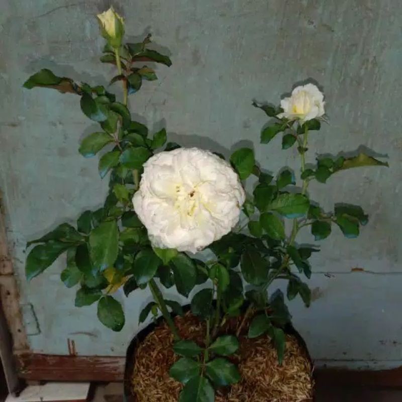 Mawar import Dewasa Patience