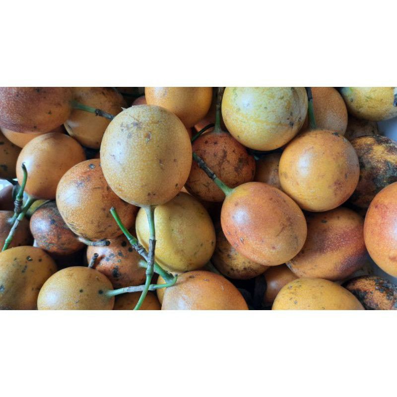 

BUAH KONYAL STOCK TERBATAS