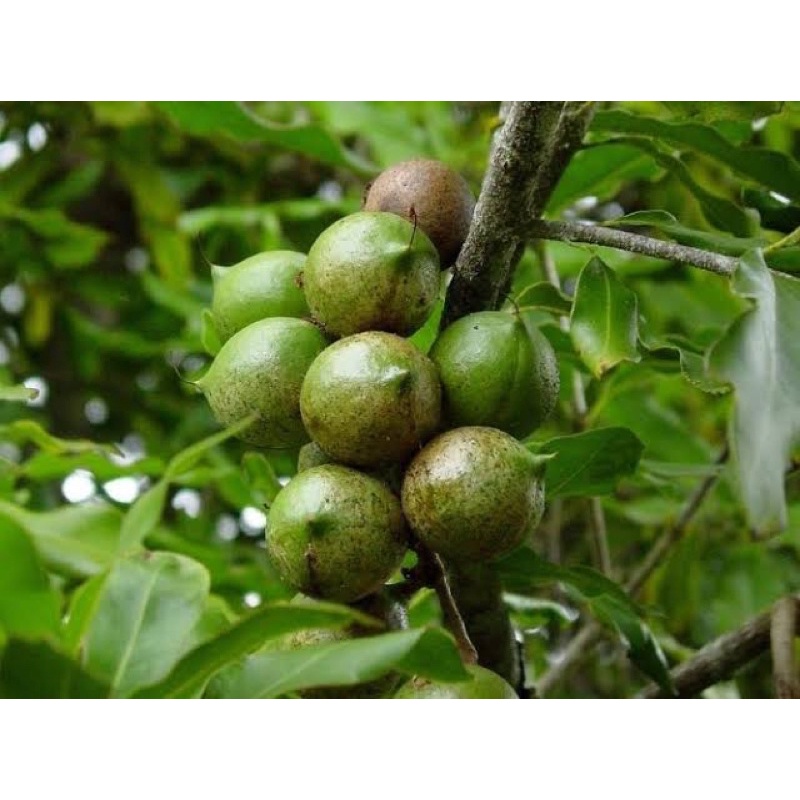 Benih Bibit Biji - Macadamia Nut Makadamia Bava Bafa Nuts (Benih Masih Ada Cangkang) Kacang Sultan Termahal di Dunia - FRESH SEEDS