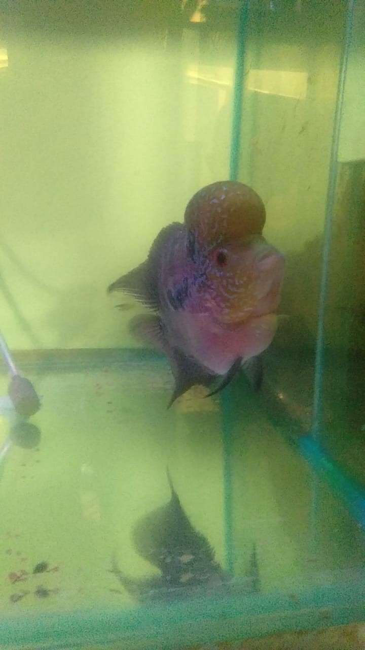 Aluminium Foil Seal Botol Pet Diameter 20 Mm 2 Cm