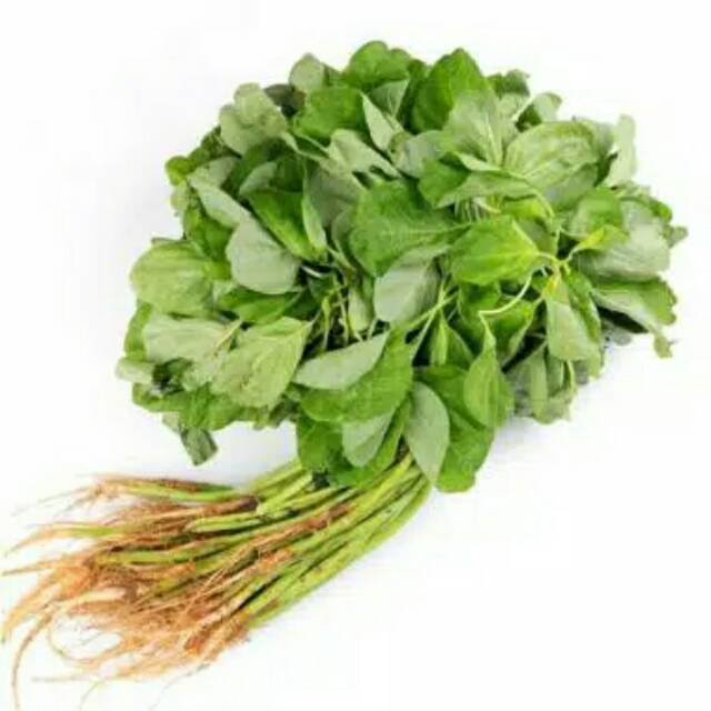 

Puri Segar Shop, SAYUR BAYAM SEGAR 1 IKAT