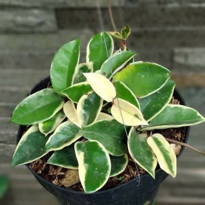 tanaman hias khoya cornosa varigata-hoya cornosa varigata-hoya gantung