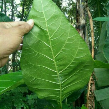 

Daun Awar Awar Daun Herbal Multifungsi