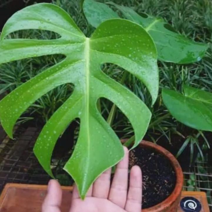 1.1 BRANDS FESTIVAL tanaman hias monstera deliciosa king/montera