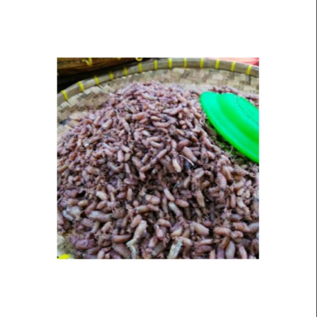 

Ikan Asin Baby Cumi 250gr || Dapur Bunda_lia713