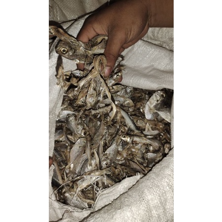 ikan teri pakan ternak ikan  lele