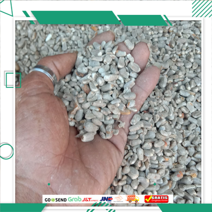 Bibit Porang Biji Bunga Benih Porang Spora Super Berkualitas Murah Bergaransi 1 kg