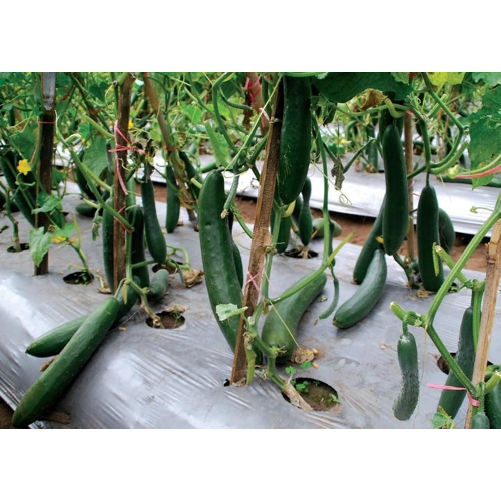 Benih Bibit Timun Jepang Spring Swallow F1 Known You Seed Limite