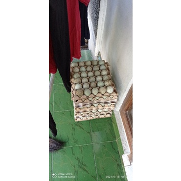 

telur fresh