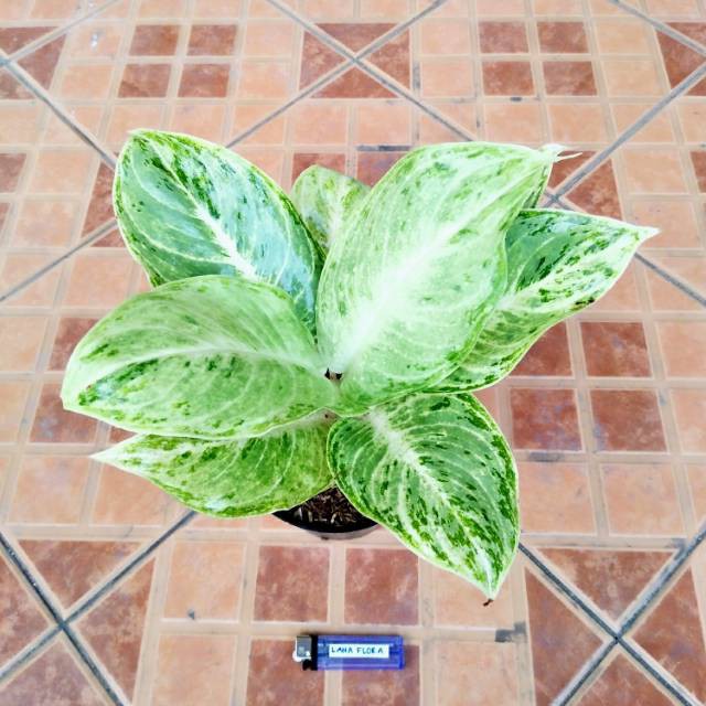 Silverqueen ( tanaman hias daun aglaonema/aglonema )