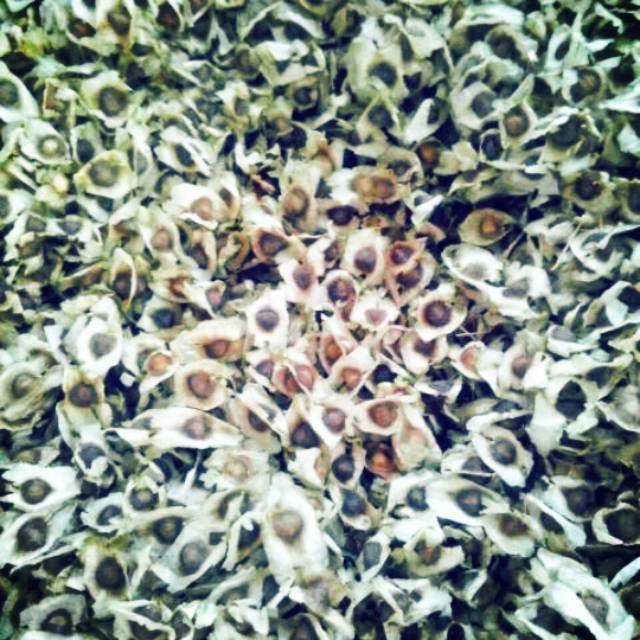 

Biji Kelor 10kg Moringa seeds