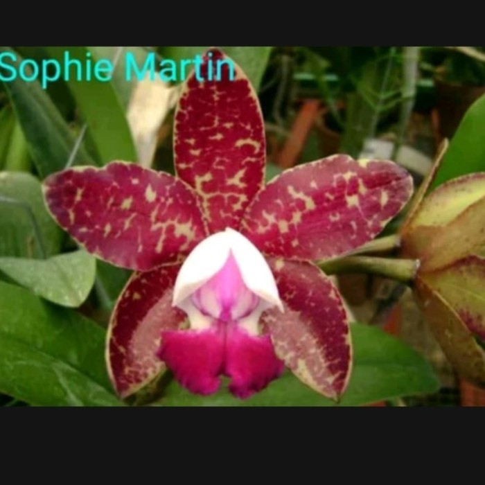 anggrek Cattleya sophie martin botol saus tanaman hias