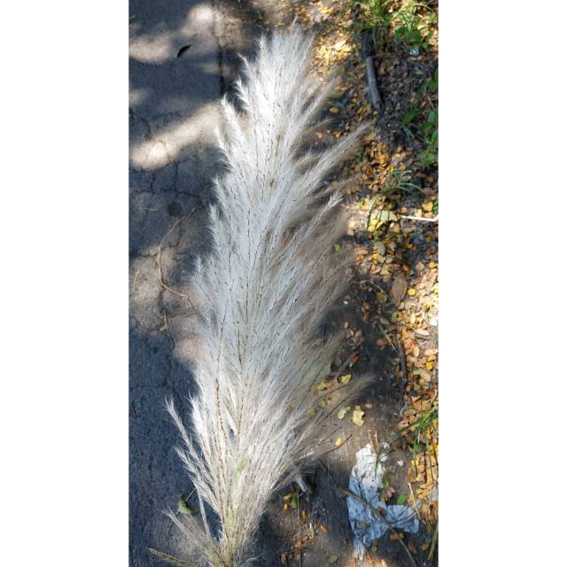 PAPES GRASS UNTUK DEKORASI PERNIKAHAN ATAU TUNANGAN.