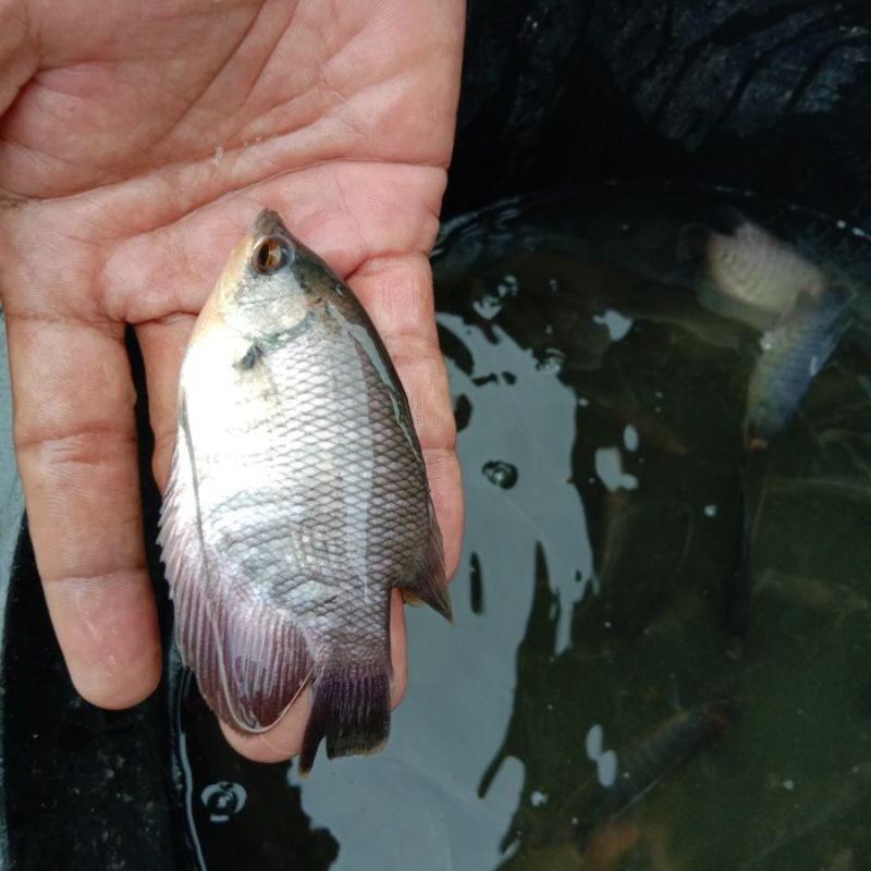 

ikan gurame segar