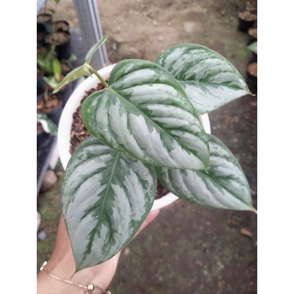 philodendron sodiroi